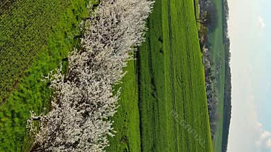 Flowering trees on green wavy rolling hills