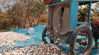 Cutting fresh cassava root into small chips. Agricultural process in cambodia for tapioca flour production