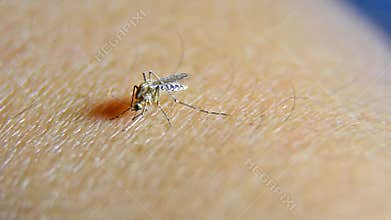 Mosquito sucking blood