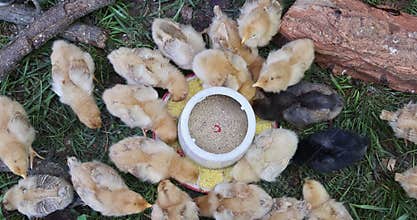 Chicks gather around feeding dish in grassy area