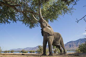 African Elephant bull feeding on a tree