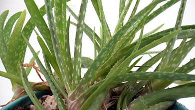 Close up of aloe vera leaves on isolated white background