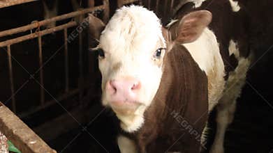 Calf in barn