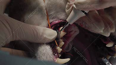 Veterinarian in surgical gloves performing a dental scaling procedure on a dog under anesthesia, using an ultrasonic scaler