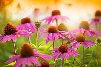 Echinacea flowers