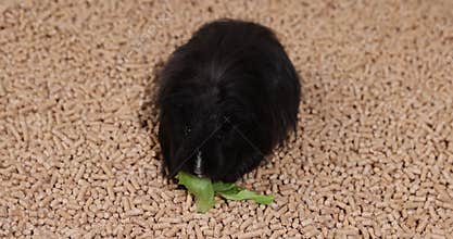 A black guinea pig stands on wooden pallets to fill the