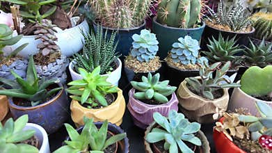 Colorful pots with succulents at garden market
