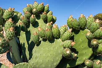 Green Prickly Pear