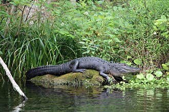 Florida Alligator