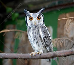 Eurasian Scops Owl 