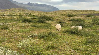 Group of Icelandic Sheep Grazing in Expansive Green Meadow under Cloudy Sky