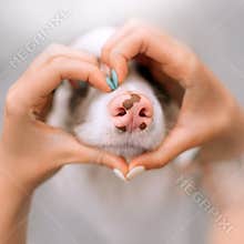 Dog nose close up with owner hands in a heart shape around it