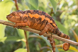 Africa: Madagascar chameleon Calumma brevicorne, standing out