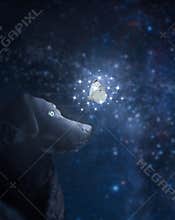 Surreal visionary view of a black labrador with a white butterfly, night scene, dreamy art with copy space