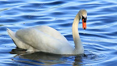 White Swan on Lake