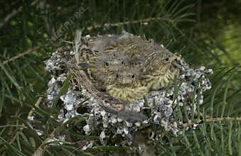 Close up of three baby birds in a nest. European greenfinch Chloris chloris on a tree branch