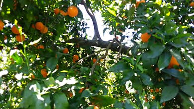 Orange tree with lots of fruits.