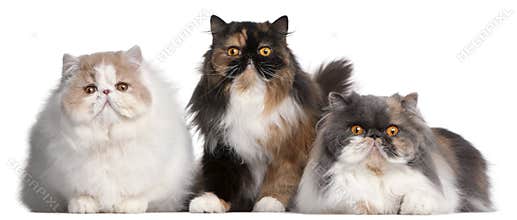 Persian cats