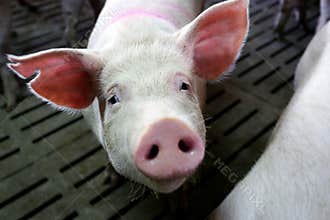 Portrait of cute sad pink pig at farm, no kill animals, vegan concept