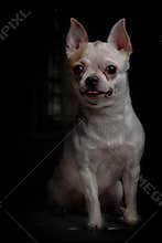 Cikohuahua one fine healthy puppy