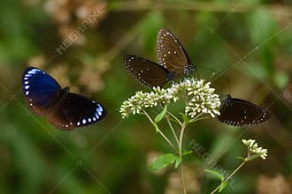 Stunning Dwarf Crow butterflies