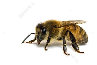 Single Bee isolated on white.