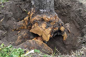 Uprooting old dry fruit tree in garden. Large pit with sawn and chopped tree roots. Farming. Close-up.