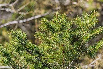 Macro sprig of top young spruce in the spring forest on blurred background of evergreen plants