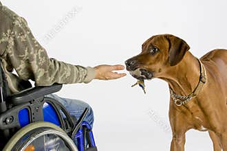 Dog bringing key