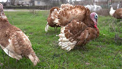 Turkey birds, organic farm, beautiful country nature
