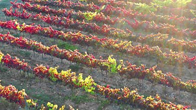 Vineyard in autumn aerial view. Navarre, Spain.