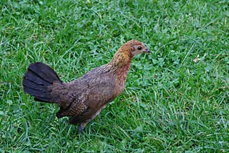 Small chiken hen on the move.