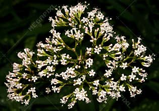 The Valerian Plant, Valium Substitute