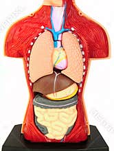 Body insides