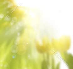 Spring sunny floral background