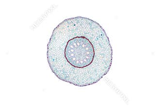 Monocot root cross section slide view under microscope for botany education