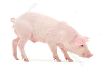 Pig