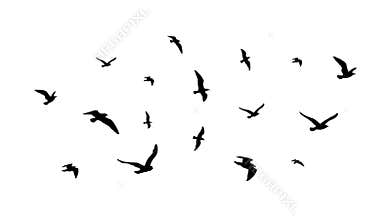 Flying flock of birds. Flight bird silhouettes, isolated black doves or seagulls collection. Freedom metaphor vector