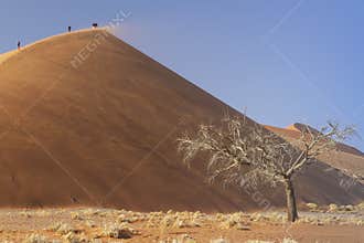 Dune 45 at sunrise Namib desert. Namibia