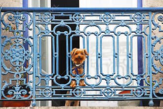 Yorkshire terrier dog looking from the balcony
