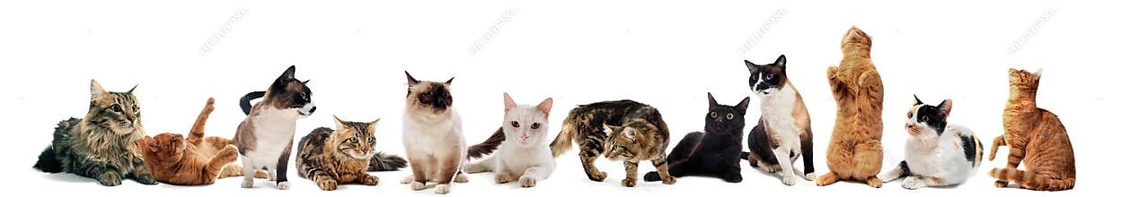 Cats in studio