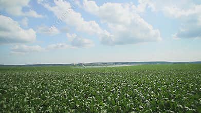 The cultivation of white beet. Field of young green sprouts of sugar beet. Slow motion.