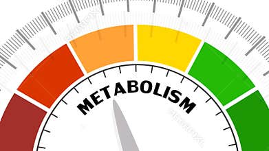 Metabolism Level Concept
