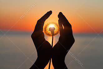 Dandelion flower in young woman`s hands at sunset or sunrise light