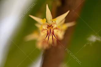 Wild Cacao Flower