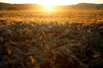 Sunrise over the wheat fields