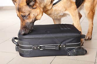 Sniffing dog chceking luggage