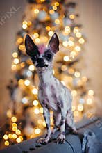 Peruvian hairless and chihuahua mix dog in festivaly decorated room with Christmass tree