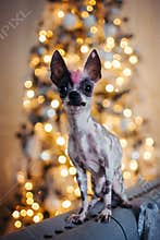 Peruvian hairless and chihuahua mix dog in festivaly decorated room with Christmass tree