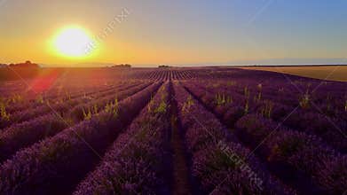 Famous lavender fields in France Provence